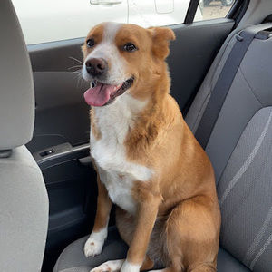 Meet your Posher, Serenity